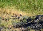 Aziatische steenpatrijs (Chukar) (Alectoris chukar) - Ongiin Khiid 18-08-2016 (2)